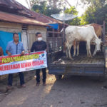 Sambut Idul Adha, Kapolres Padangsidimpuan Serahkan 7 Ekor Lembu ke Warga