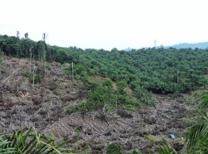 Lahan Hutan Lindung Diperjualbelikan? Direktur Forester Indonesia Kecam Keras